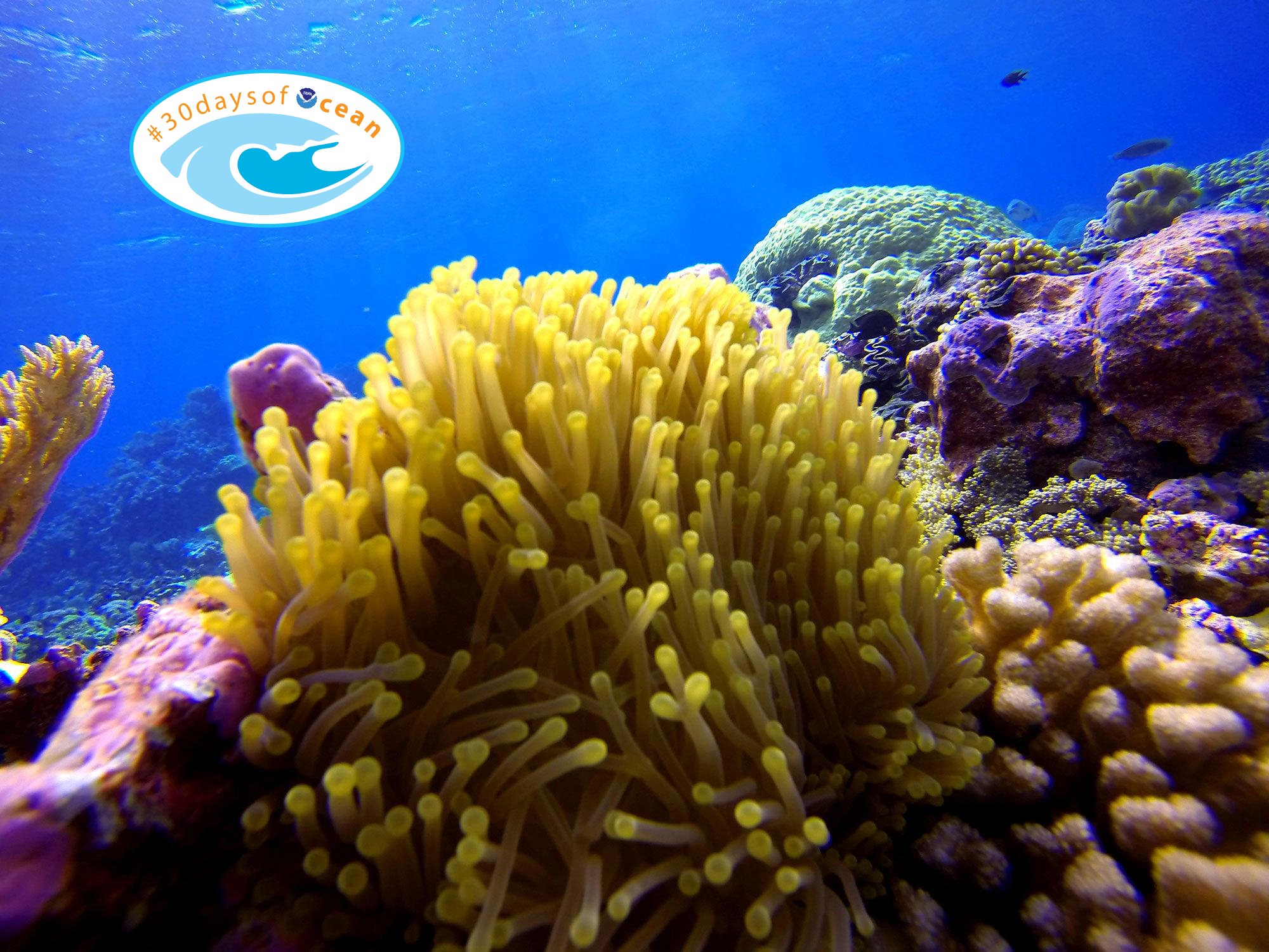 Celebrate World Ocean Day with NOAA and our partners National Oceanic